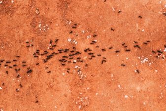 Infos zu Ameisen in der Wand bekämpfen