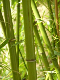 Bambuswedel