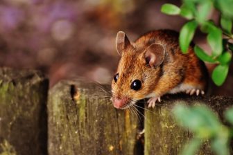 Infos zu Mäuse bekämpfen im Garten