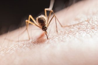Infos zu Mücken Hausmittel