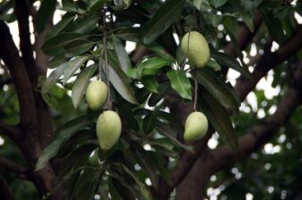 Mangos am Baum